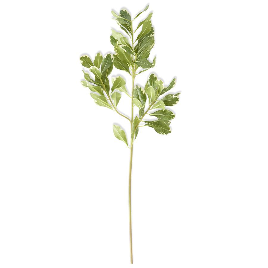 Pittosporum Leaf Stem - 28"
