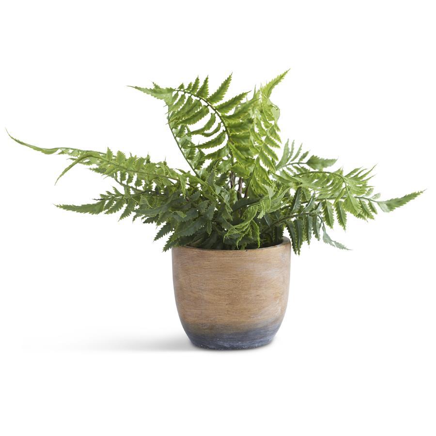 Fern in Weathered Cement Pot - 12"