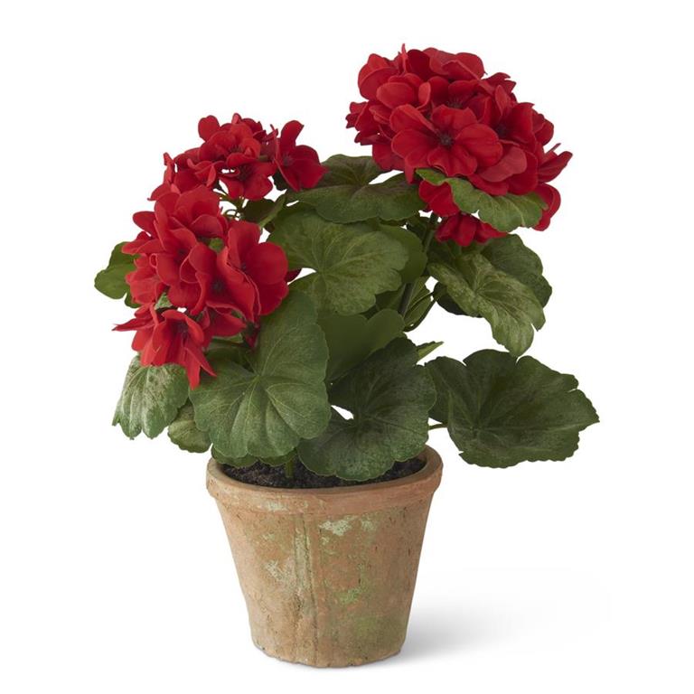 Potted Geranium In Clay Pot - Red, 14"