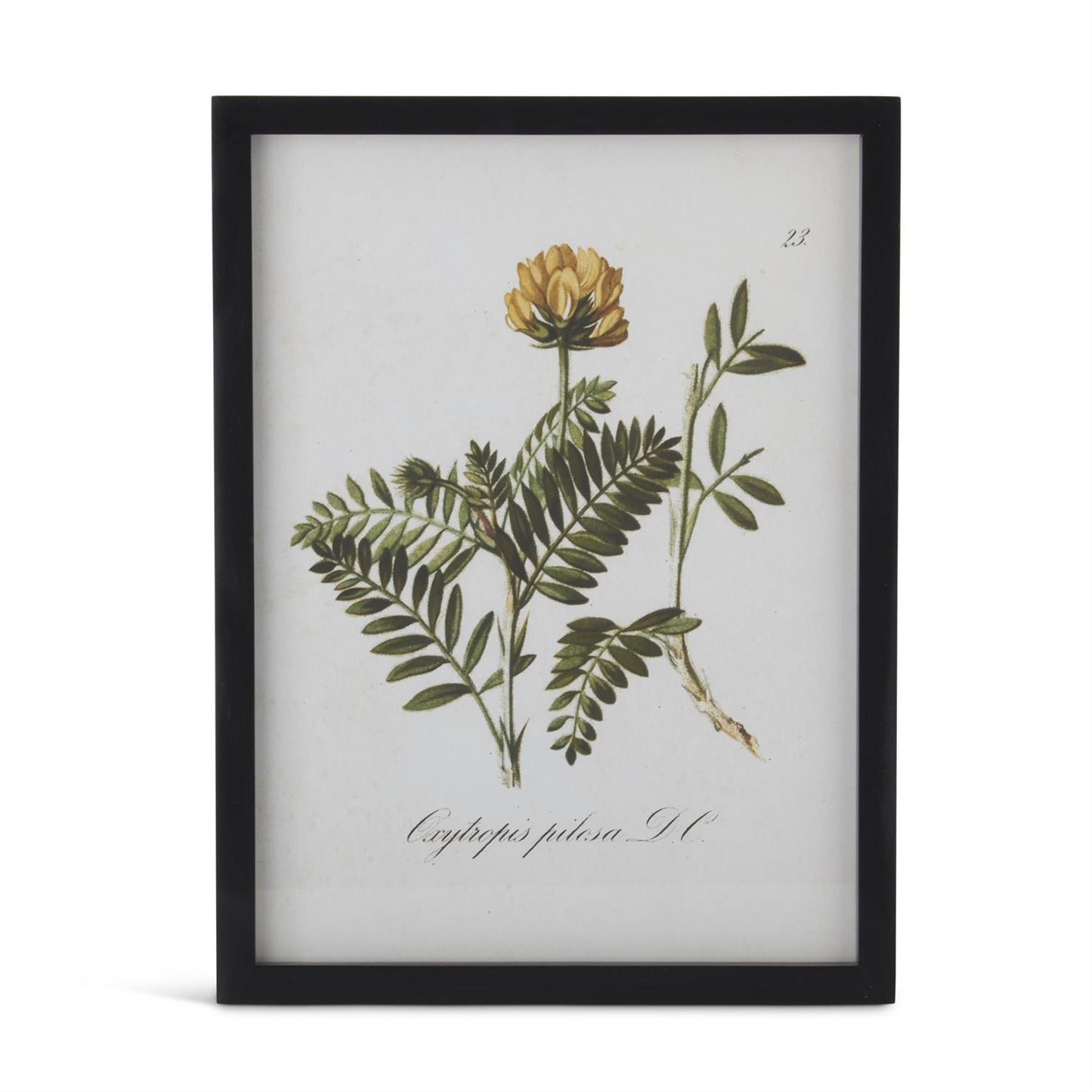 Black Framed Yellow Botanical Prints - 15.75"