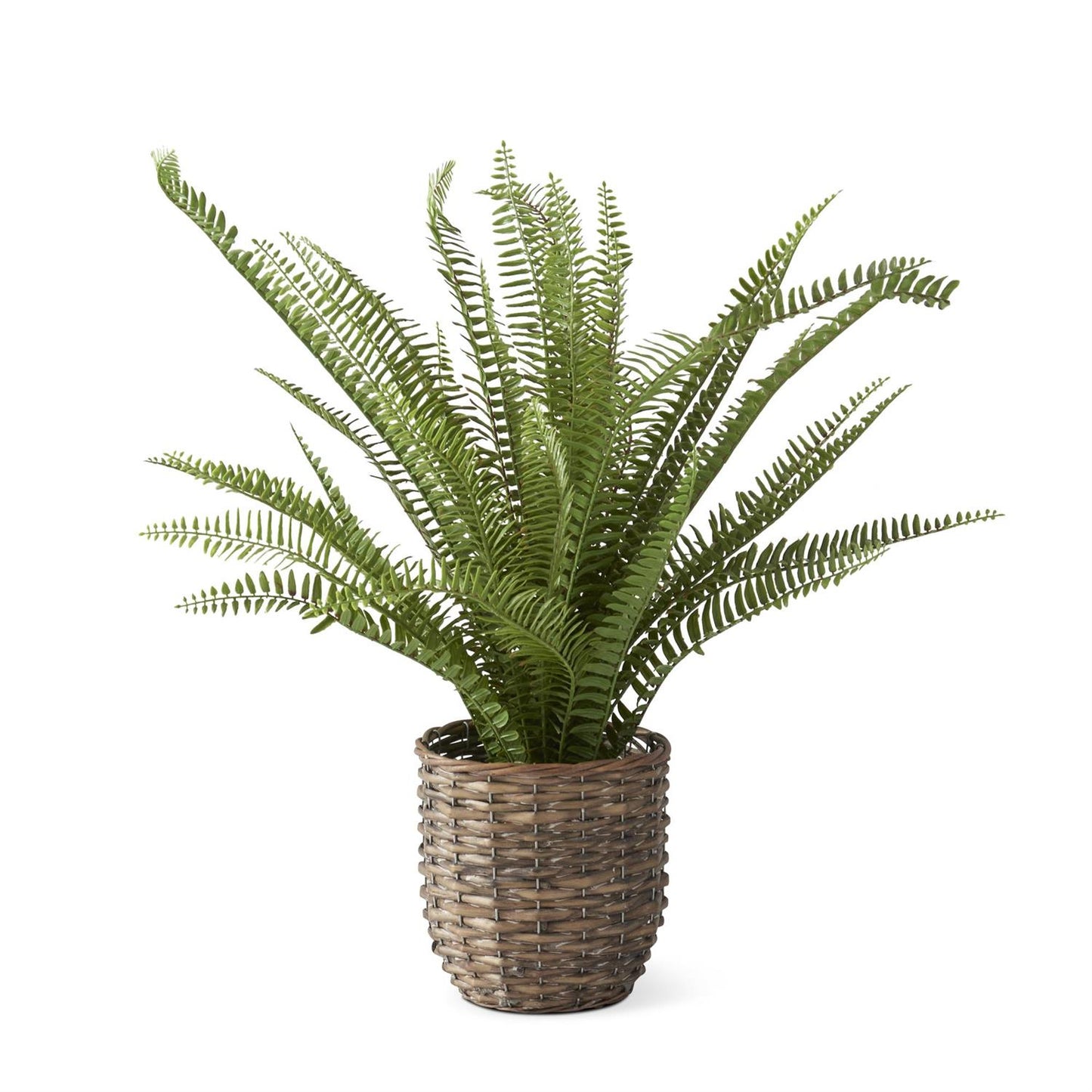 Boston Fern in Woven Rattan Basket W/Faux Dirt - 24.5"