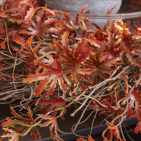 24" Fall Japanese Maple Wreath