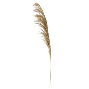 Dried Pampas Stem - 45"