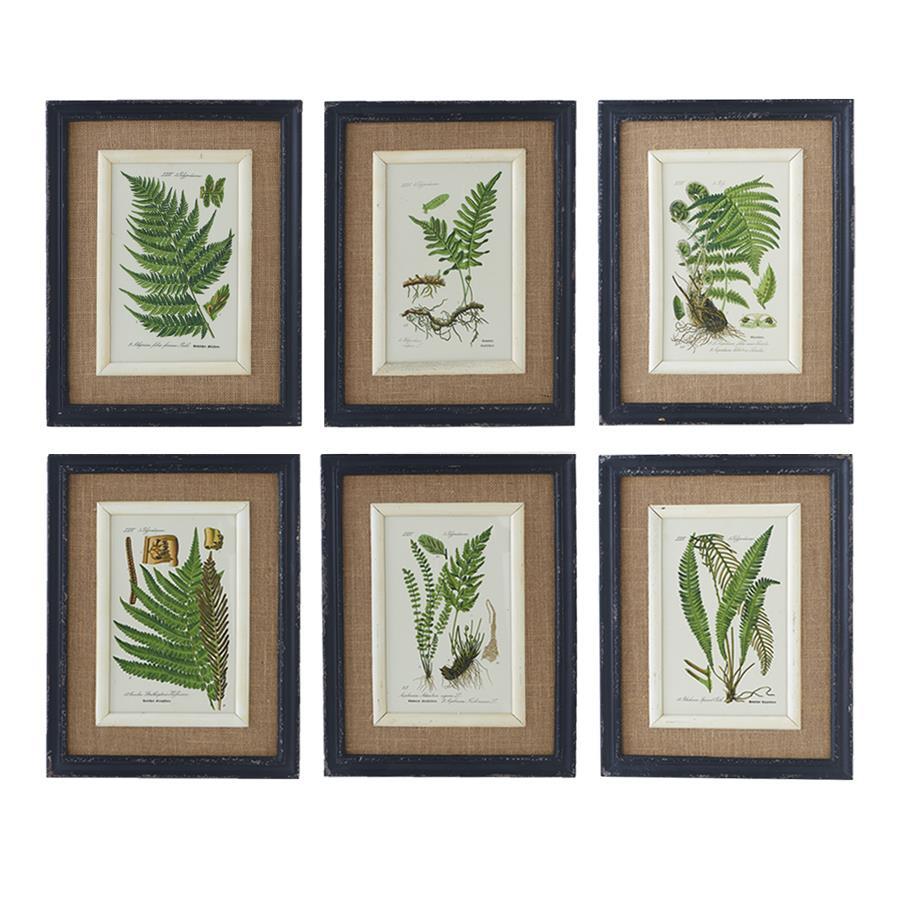 Black Framed Fern Print - 6 Assorted Styles