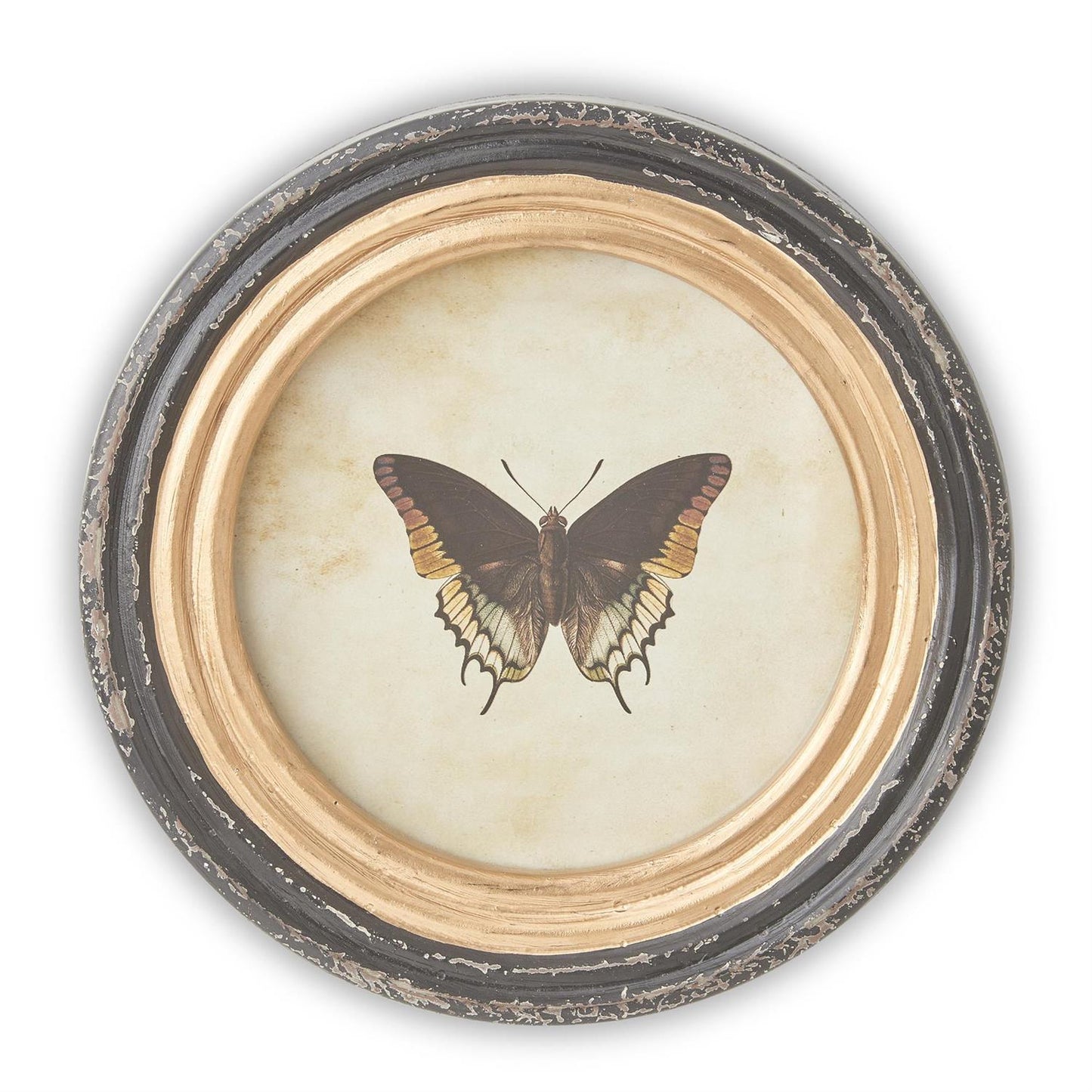 Black and Gold Framed Butterfly Prints - Round, 9.5"