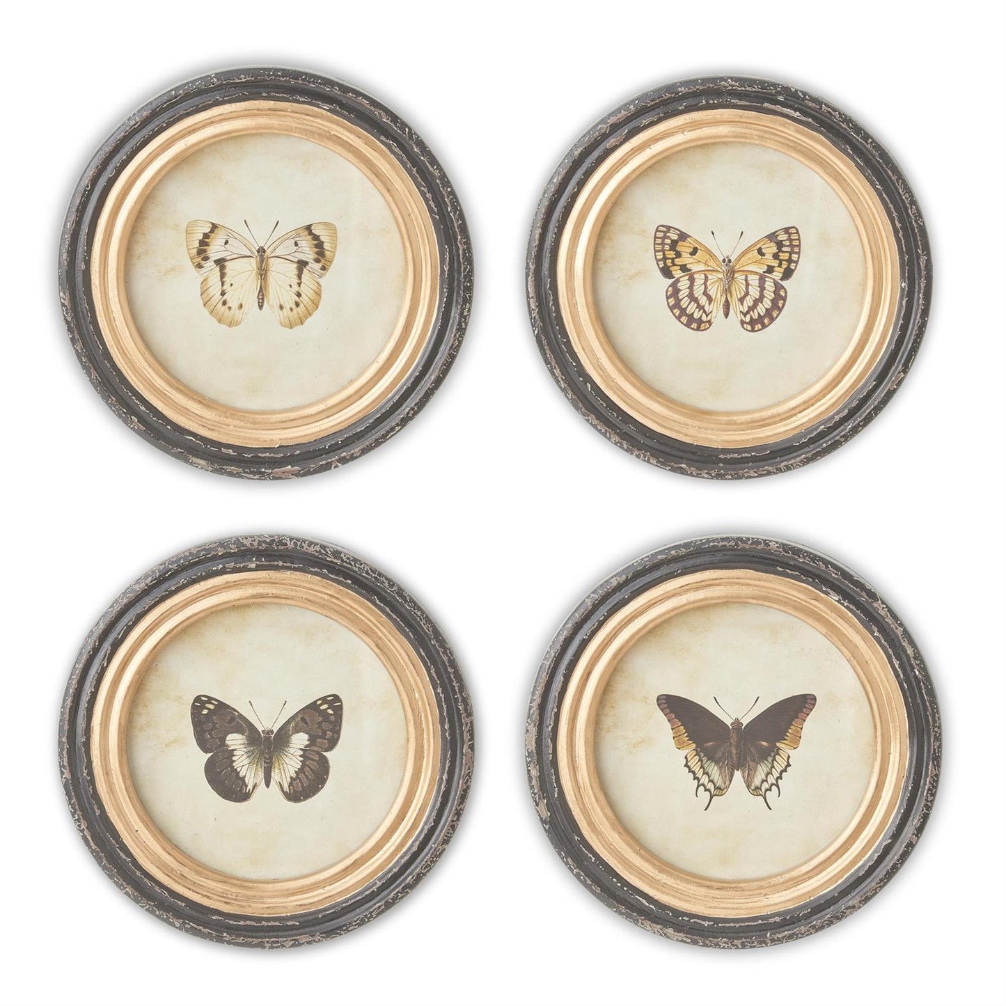 Black and Gold Framed Butterfly Prints - Round, 9.5"