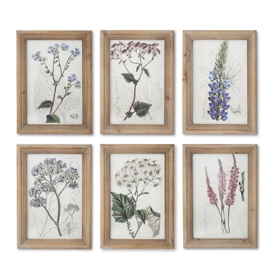 Flower Botanical Prints W/Natural Frames, 16.5" - 6 Styles