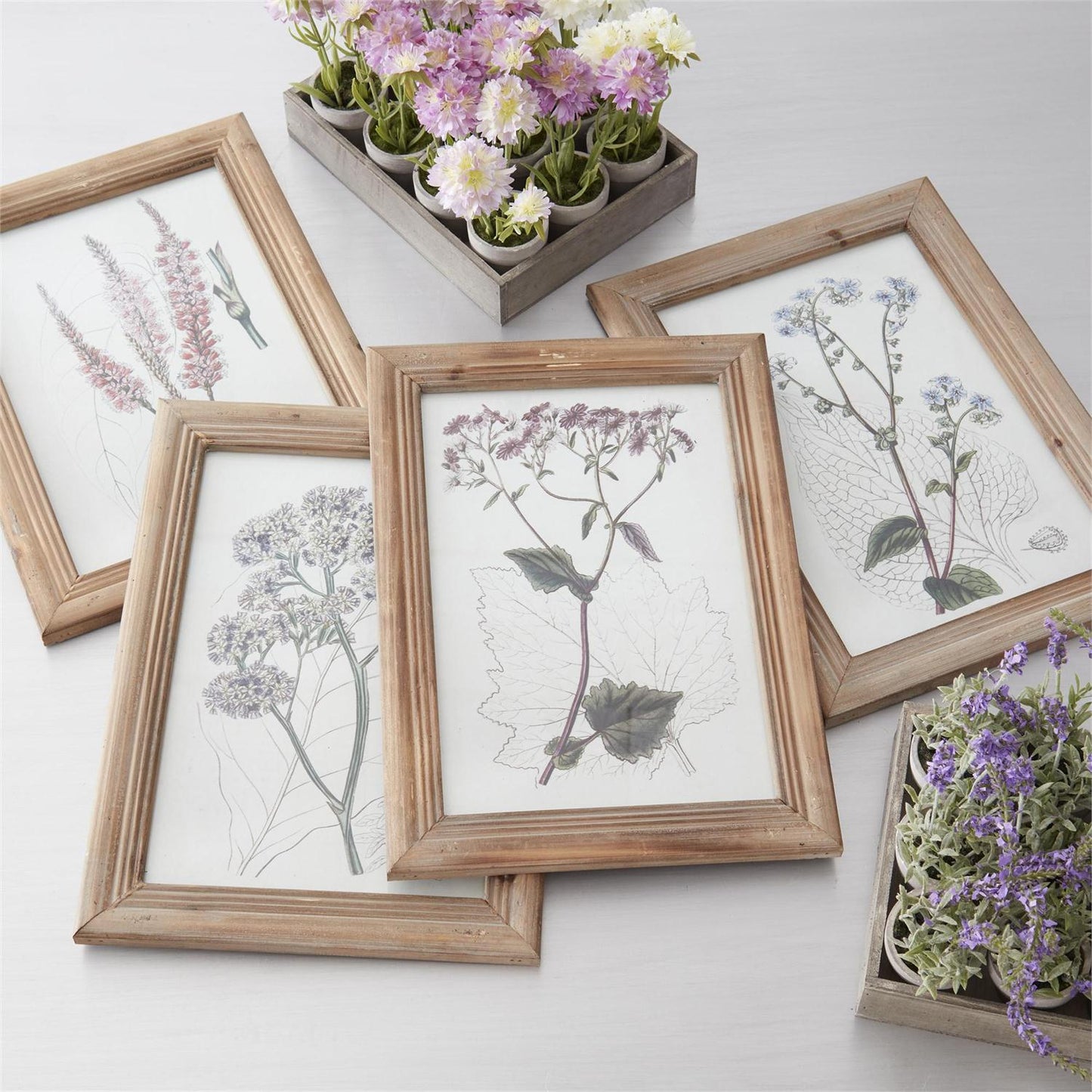 Flower Botanical Prints W/Natural Frames, 16.5" - 6 Styles