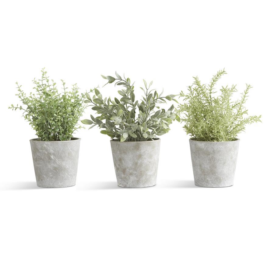 Assorted Herbs in Cement Pots - 3 Styles