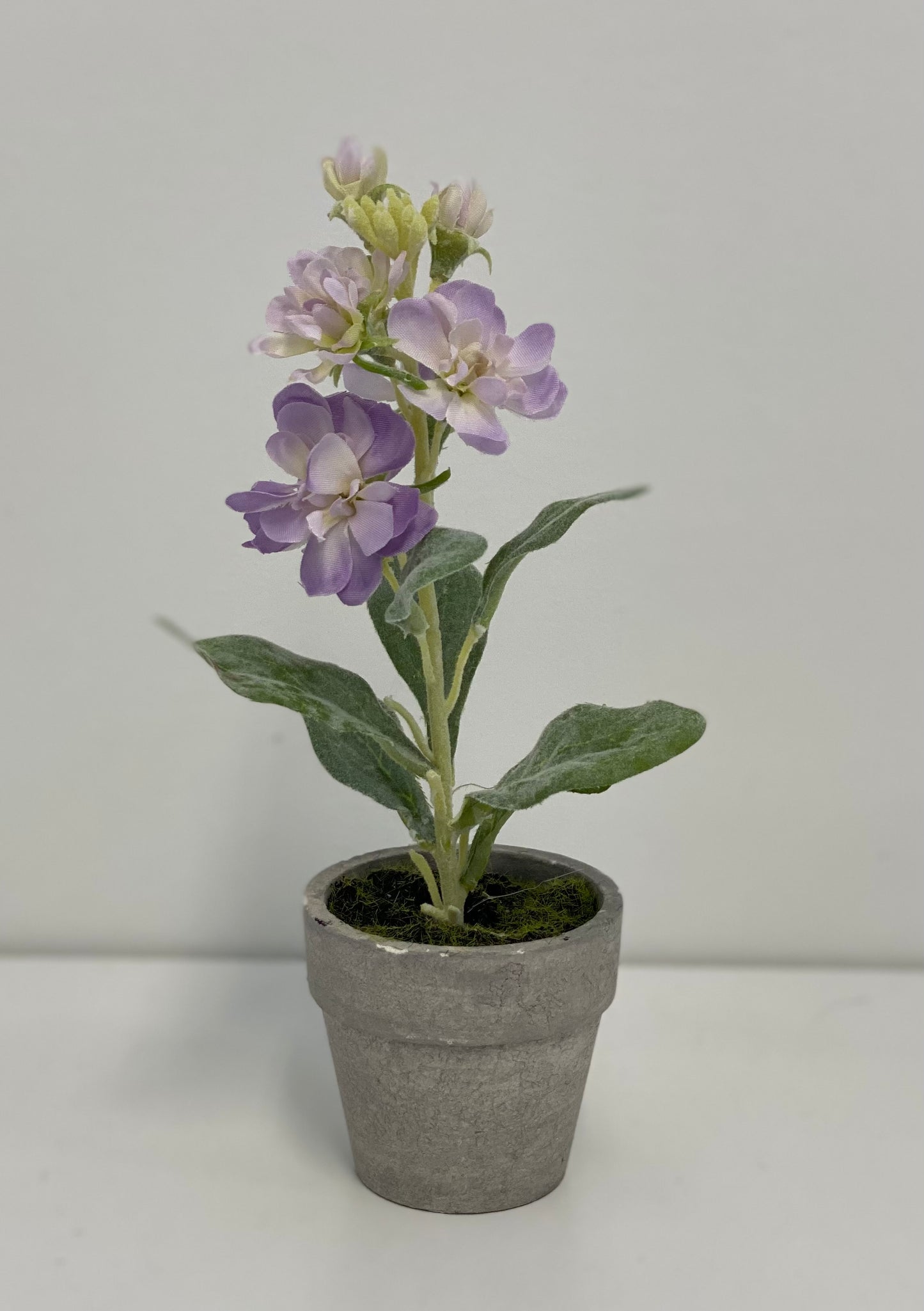 Potted Delphiniums