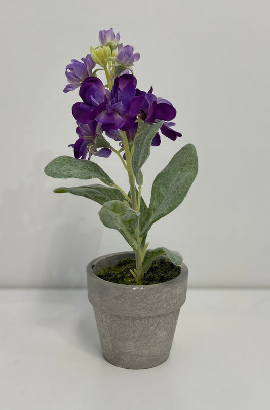 Potted Delphiniums