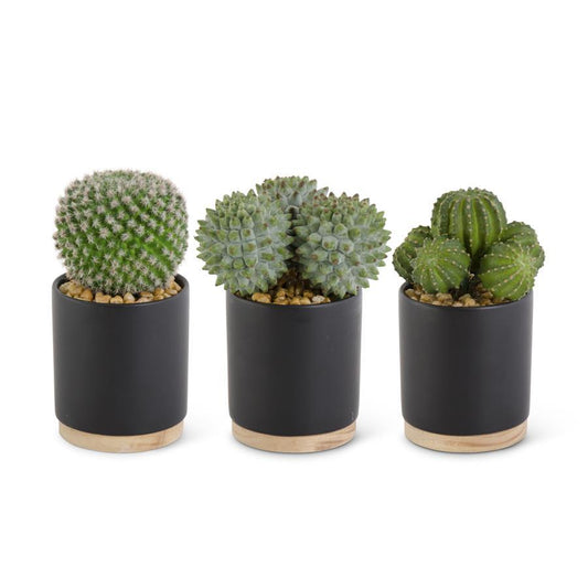 Cactus in Ceramic Matte Black Pot with Natural Wood Base - 3 Assorted Styles