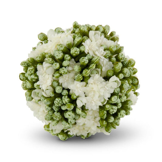 Kalanchoe Ball - White, 4"