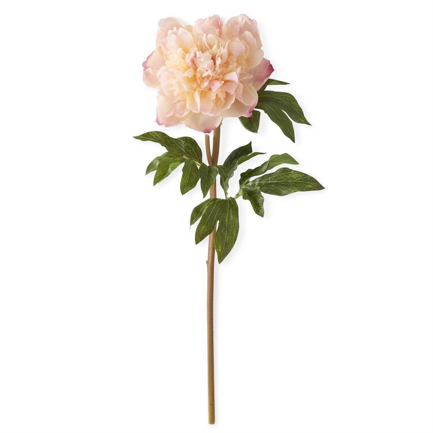 Coral Charm Real Touch Peony Stem - 21.5"