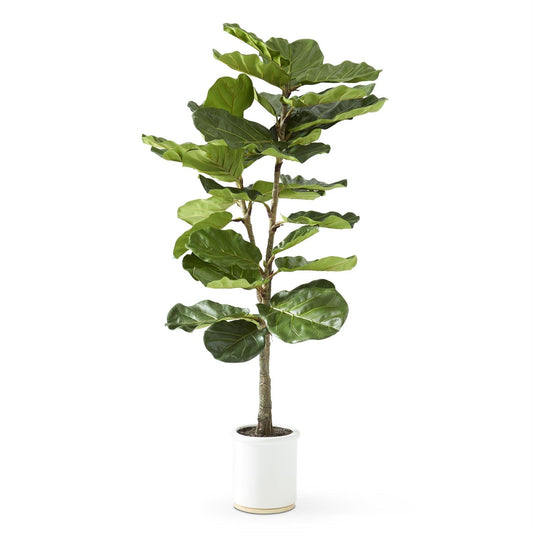 4.5' Fiddle Fig Tree in White Ceramic Pot