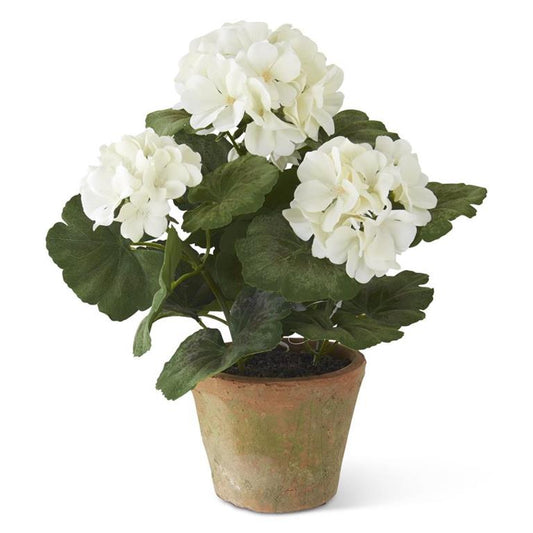 Potted Geranium In Clay Pot - White, 14"