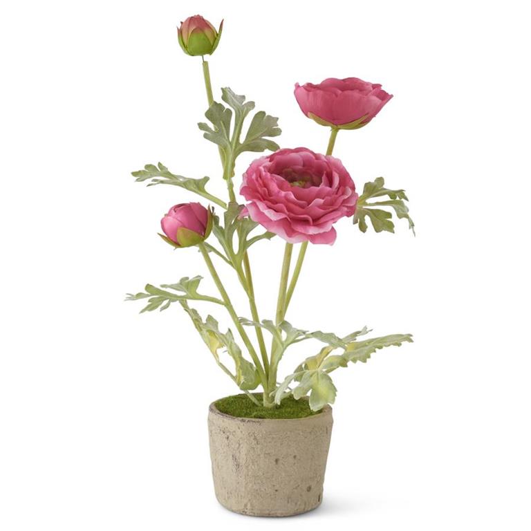 Pink Ranunculus In Clay Pot - 14"