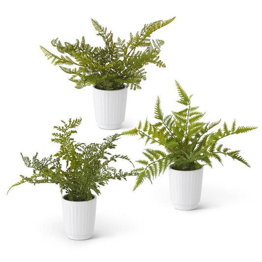 Fern in White Ceramic Pot - 3 Assorted Styles