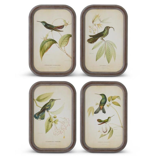 Rounded Wood Framed Bird Print - 4 Styles, 17.75"