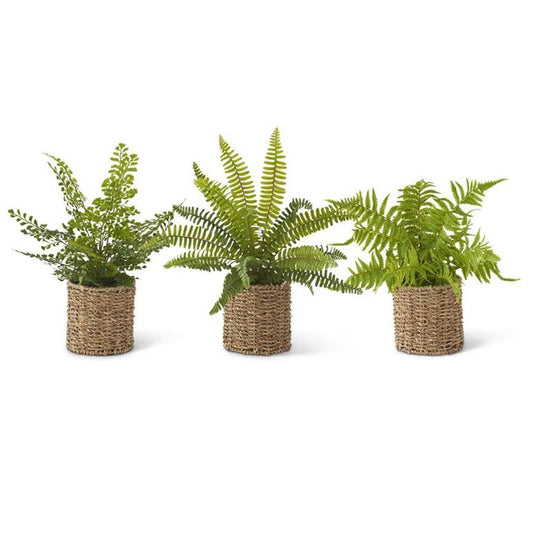 Ferns in Round Woven Basket - 3 Assorted Styles.