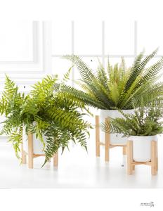 Fern Bush - 26"