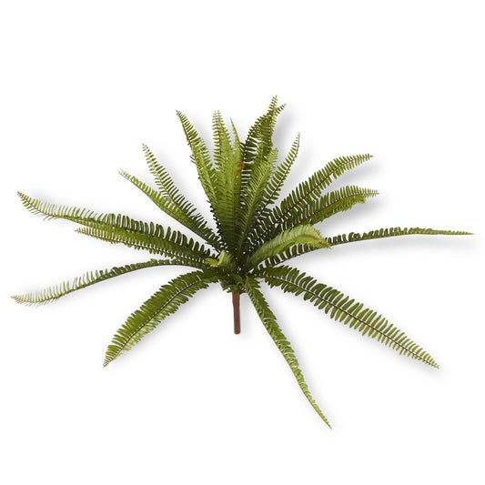 Fern Bush - 26"