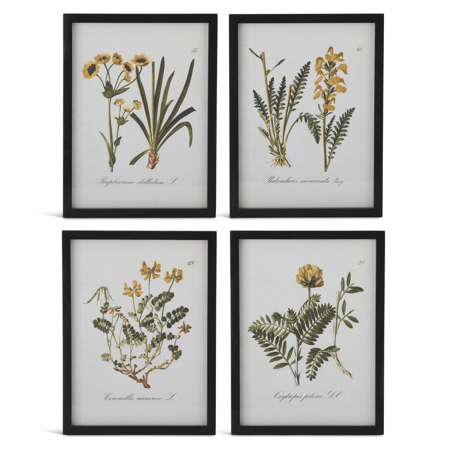 Black Framed Yellow Botanical Prints - 15.75"