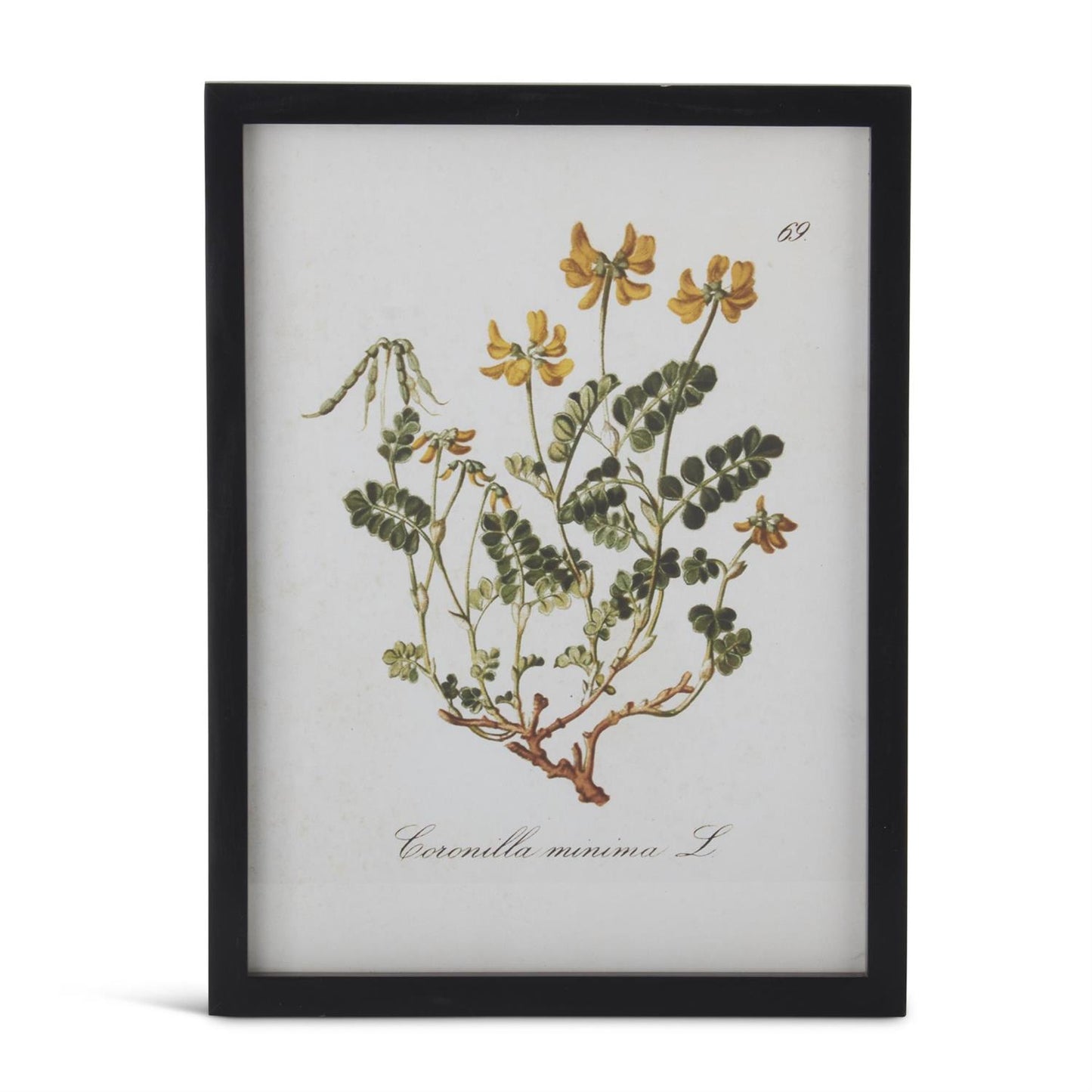 Black Framed Yellow Botanical Prints - 15.75"