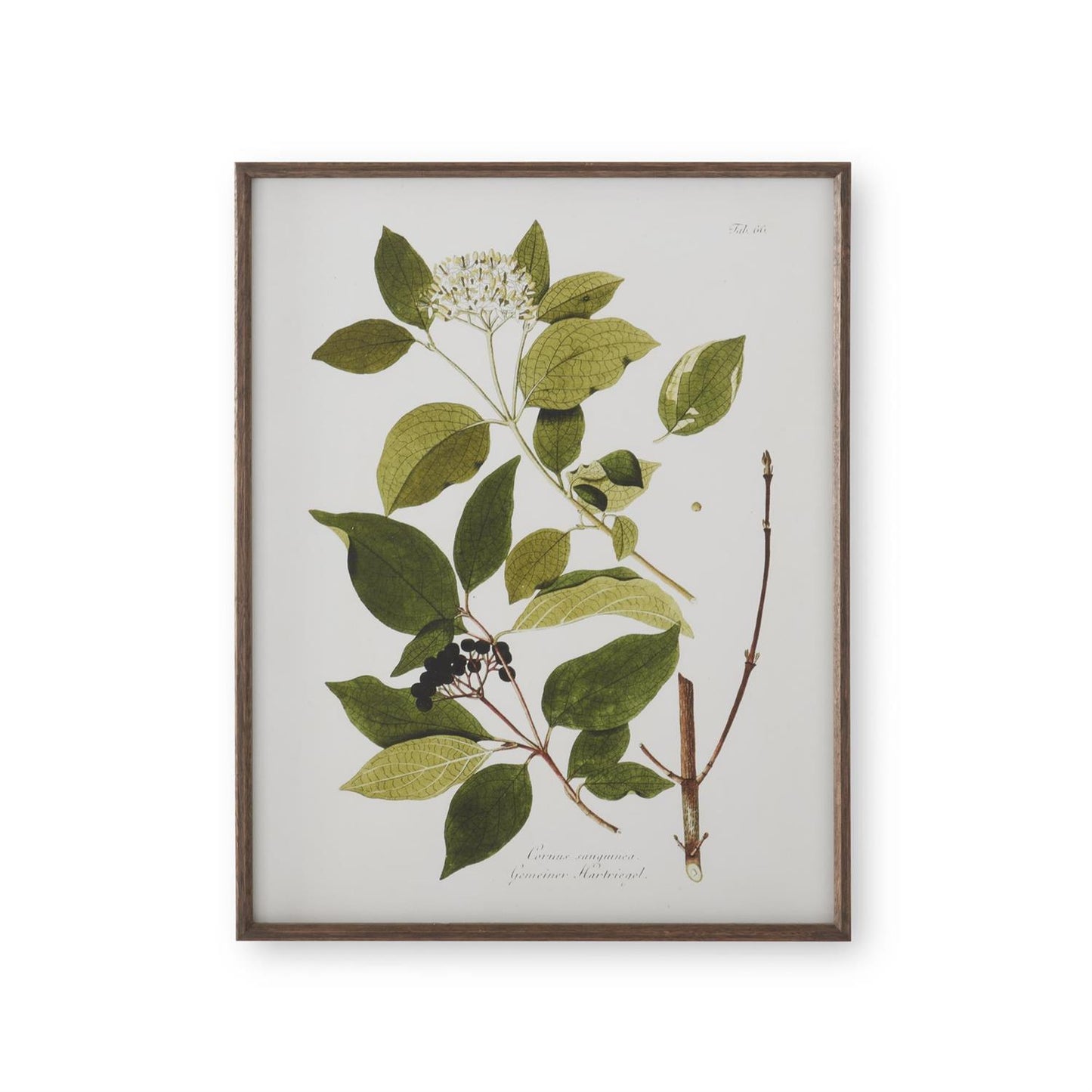White and Green Botanical Prints with Dark Wood Frames - 27.5" Assorted Styles