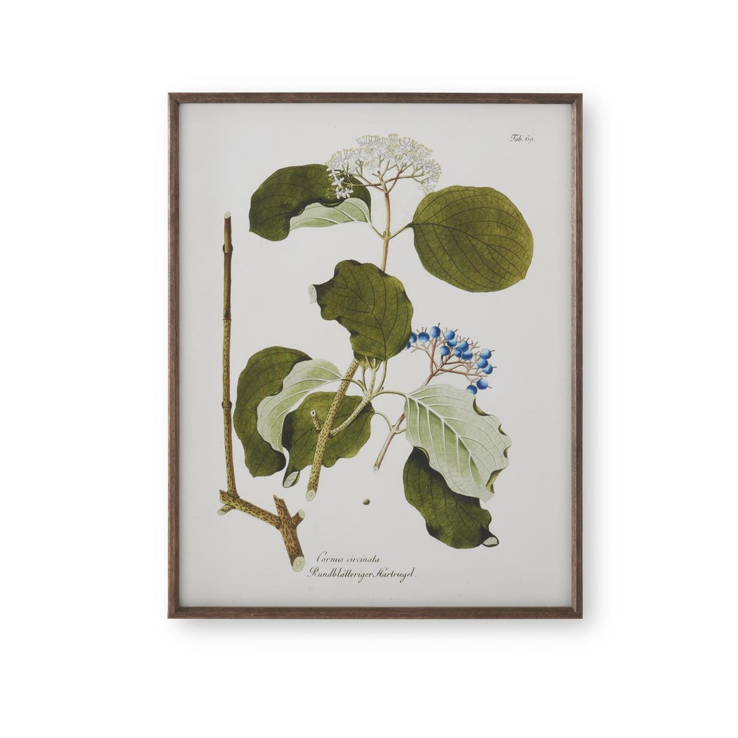 White and Green Botanical Prints with Dark Wood Frames - 27.5" Assorted Styles
