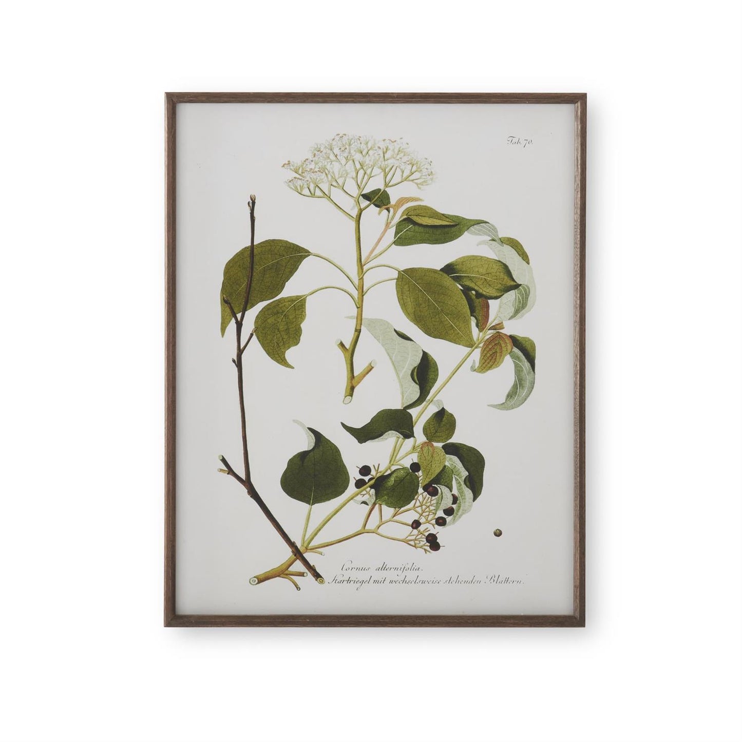 White and Green Botanical Prints with Dark Wood Frames - 27.5" Assorted Styles
