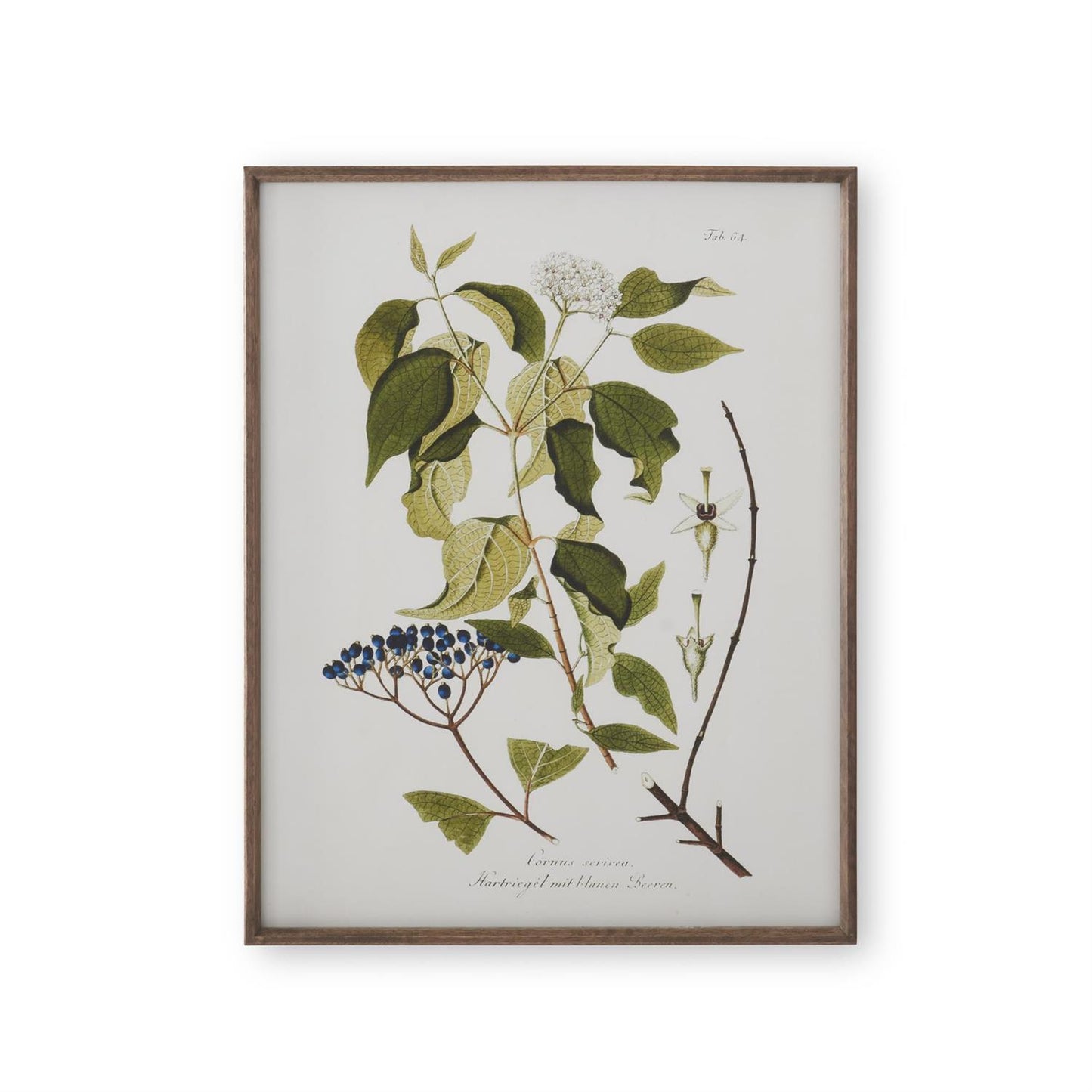 White and Green Botanical Prints with Dark Wood Frames - 27.5" Assorted Styles
