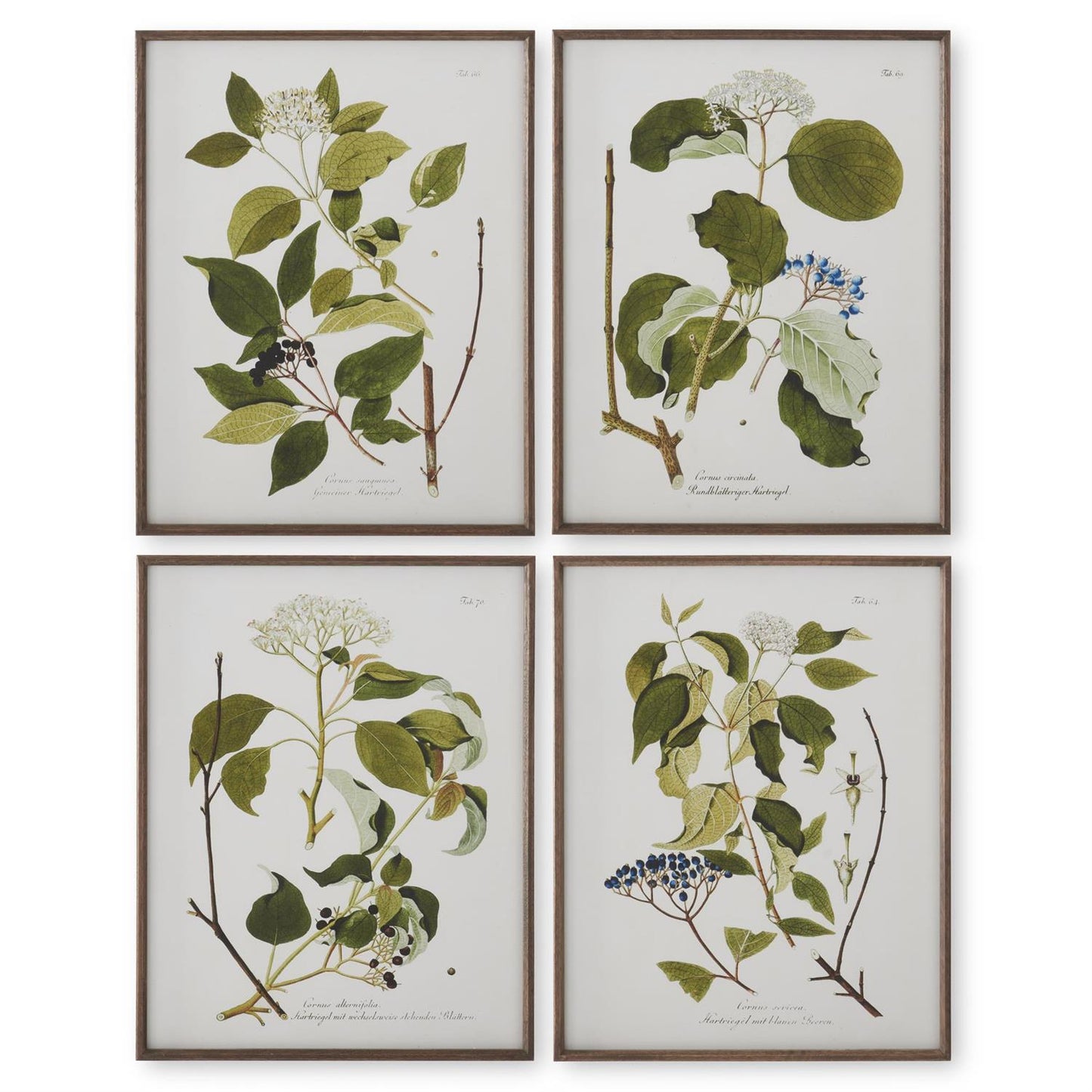 White and Green Botanical Prints with Dark Wood Frames - 27.5" Assorted Styles