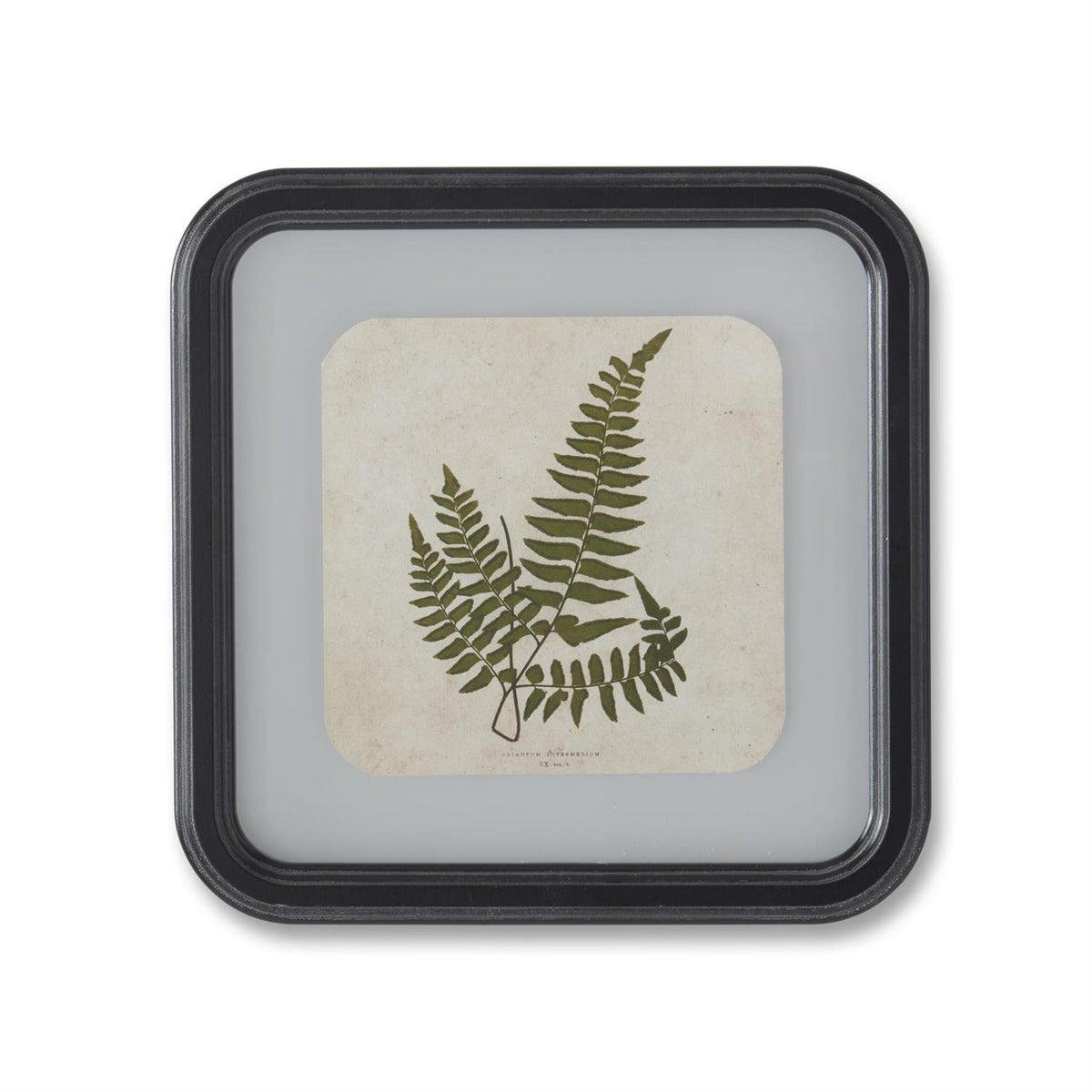 Square Black Framed Fern Prints - 11.75", 4 Assorted Styles