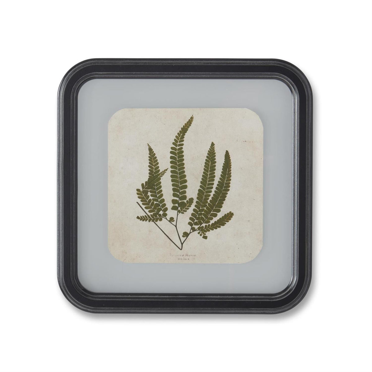 Square Black Framed Fern Prints - 11.75", 4 Assorted Styles