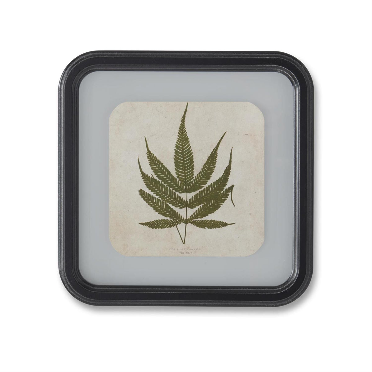 Square Black Framed Fern Prints - 11.75", 4 Assorted Styles