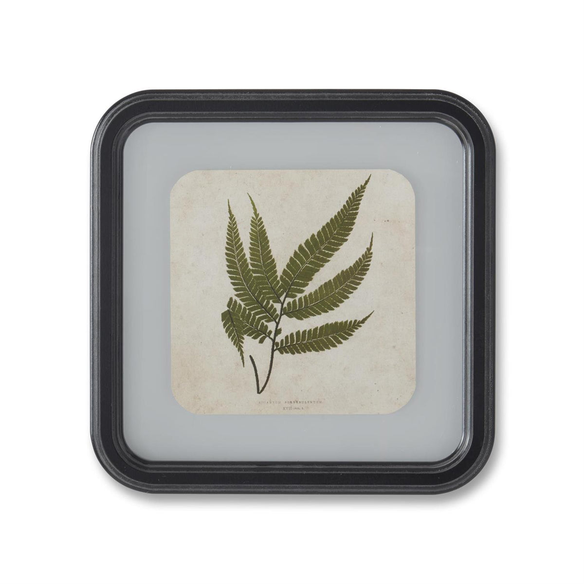 Square Black Framed Fern Prints - 11.75", 4 Assorted Styles