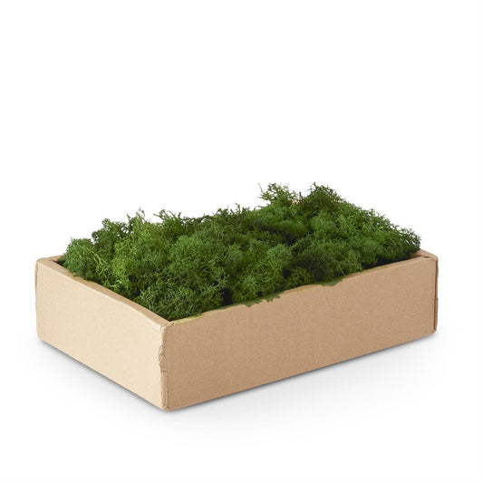 Reindeer Moss, Green - 1lb