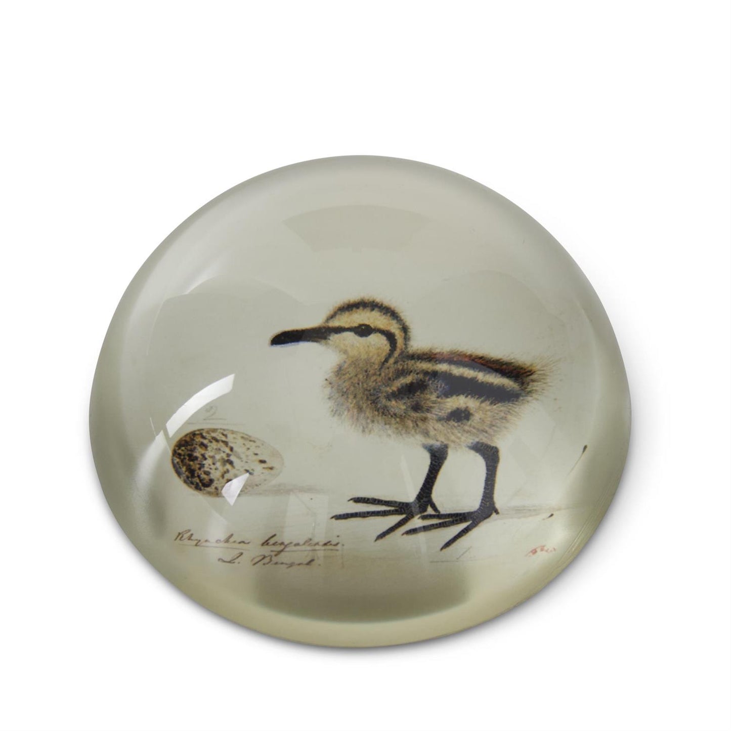 Glass Dome Paperweights - 3"