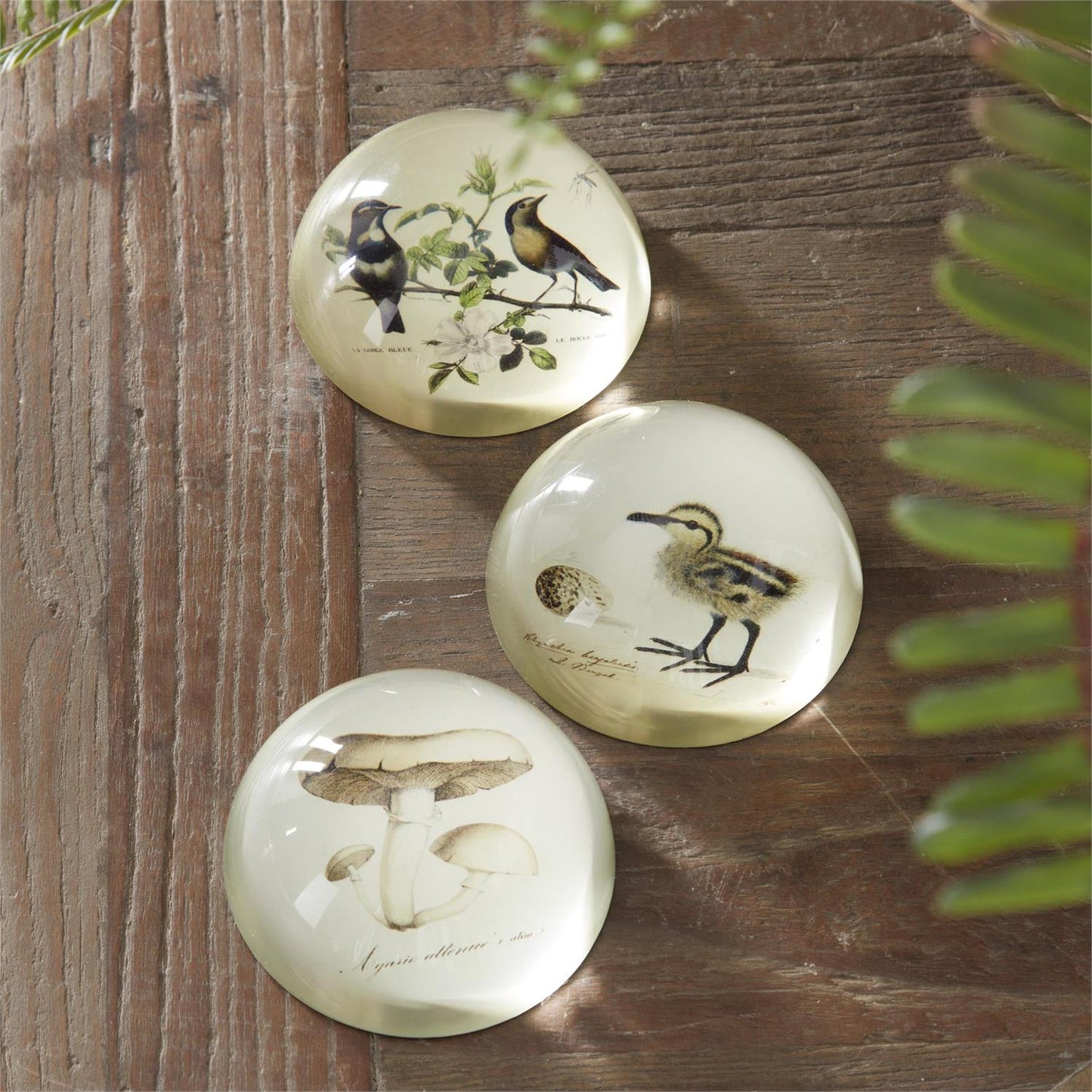 Glass Dome Paperweights - 3"