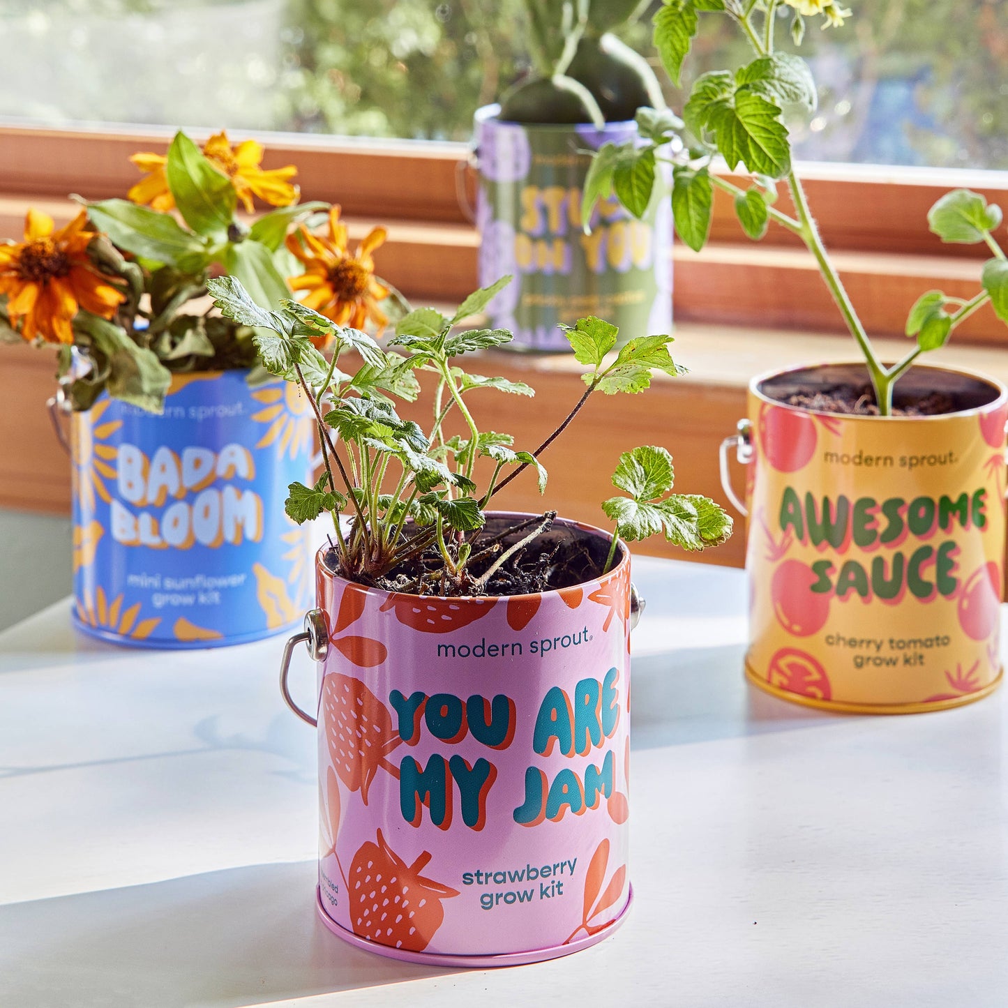 Mini Sunflower Grow Kit: Bada Bloom