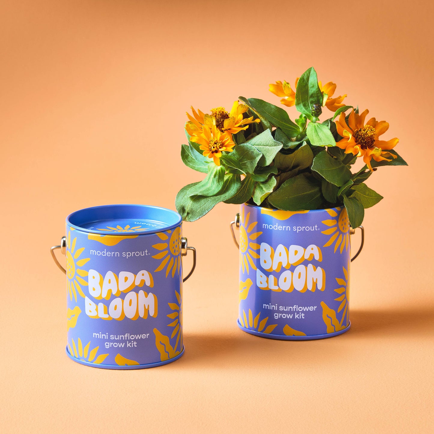 Mini Sunflower Grow Kit: Bada Bloom