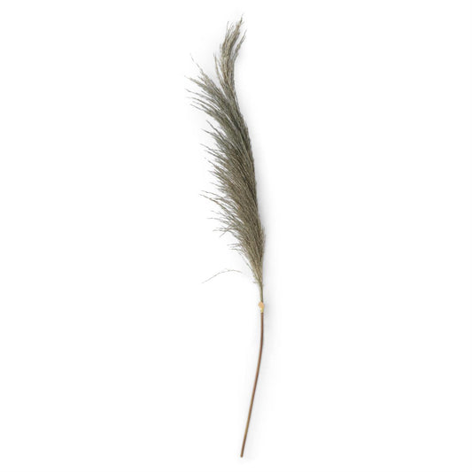 Dried Pampas Stem - 45"