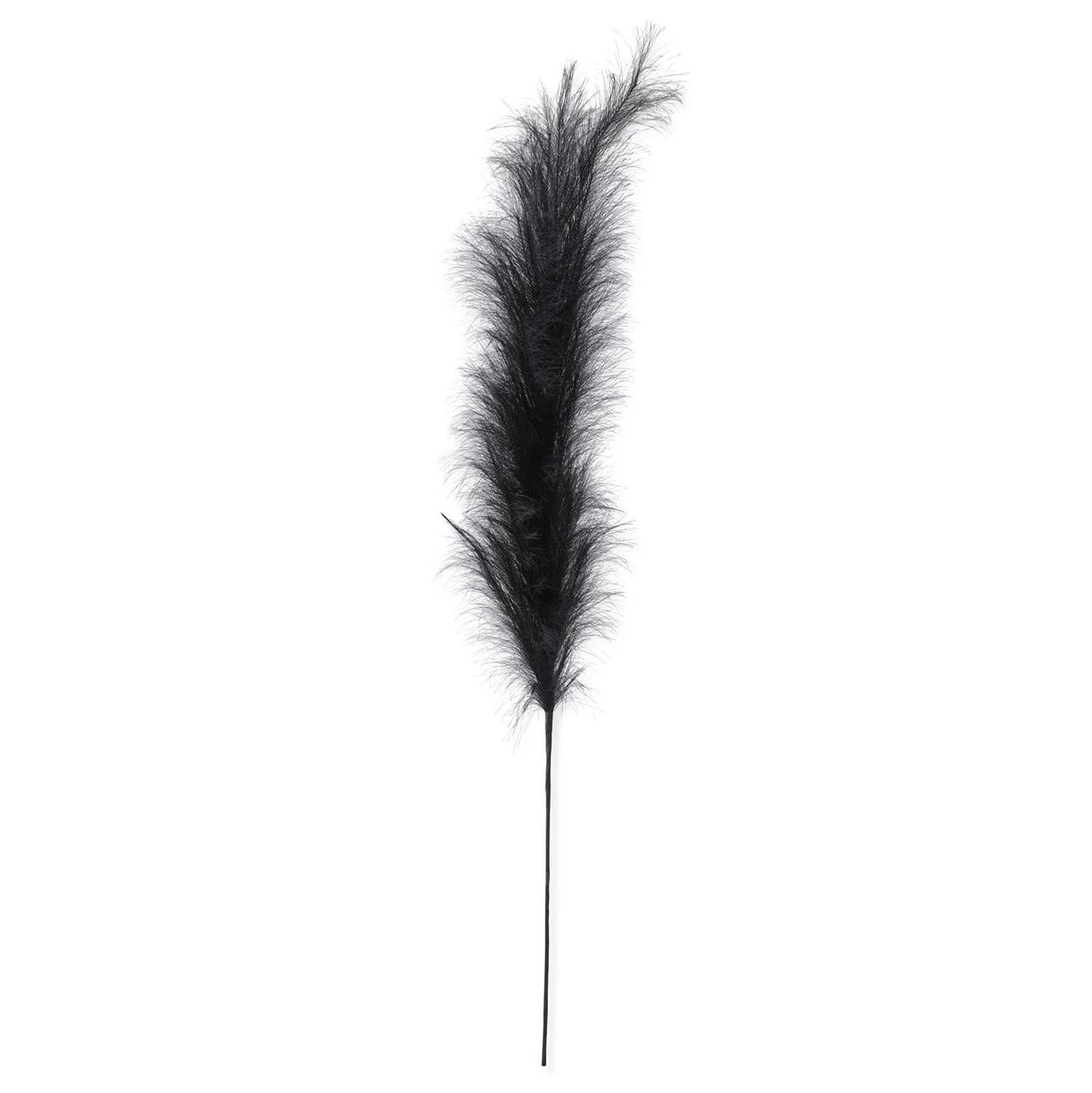 Black Pampas Grass Stem - 58.5"
