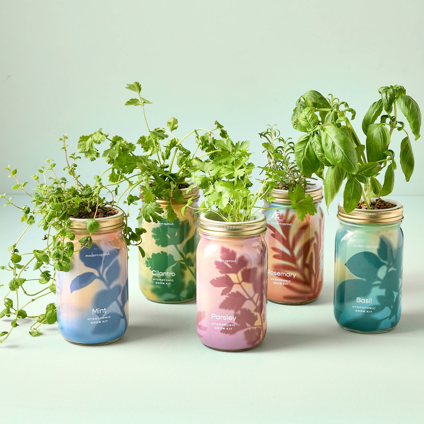 Herb Garden Jar: Rosemary