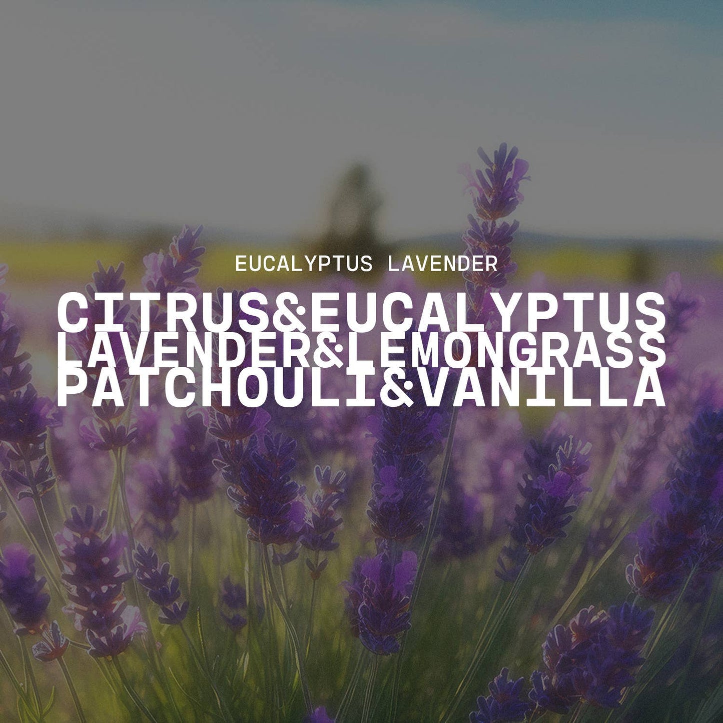 Field of lavender with text overlay on a blurred background