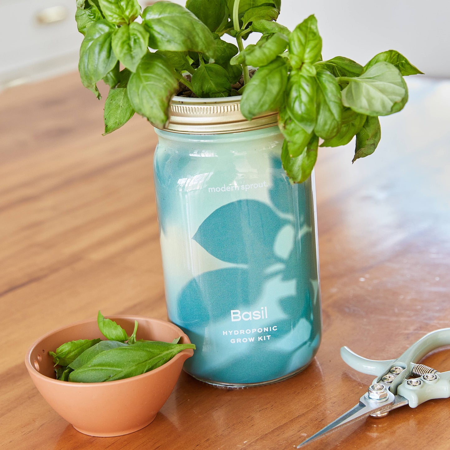 Herb Garden Jar: Basil