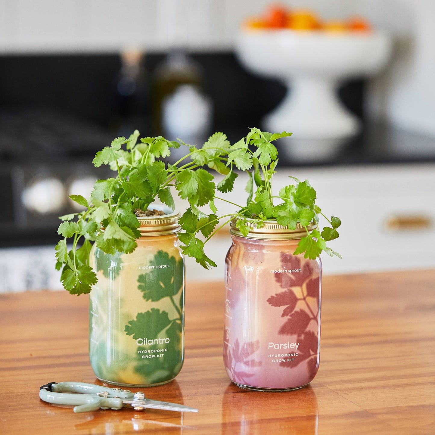 Herb Garden Jar: Parsley